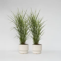 Chinees prachtriet - Set van 2 - Miscanthus 'Zebrinus' - Hoogte 20-30cm - ⌀23cm