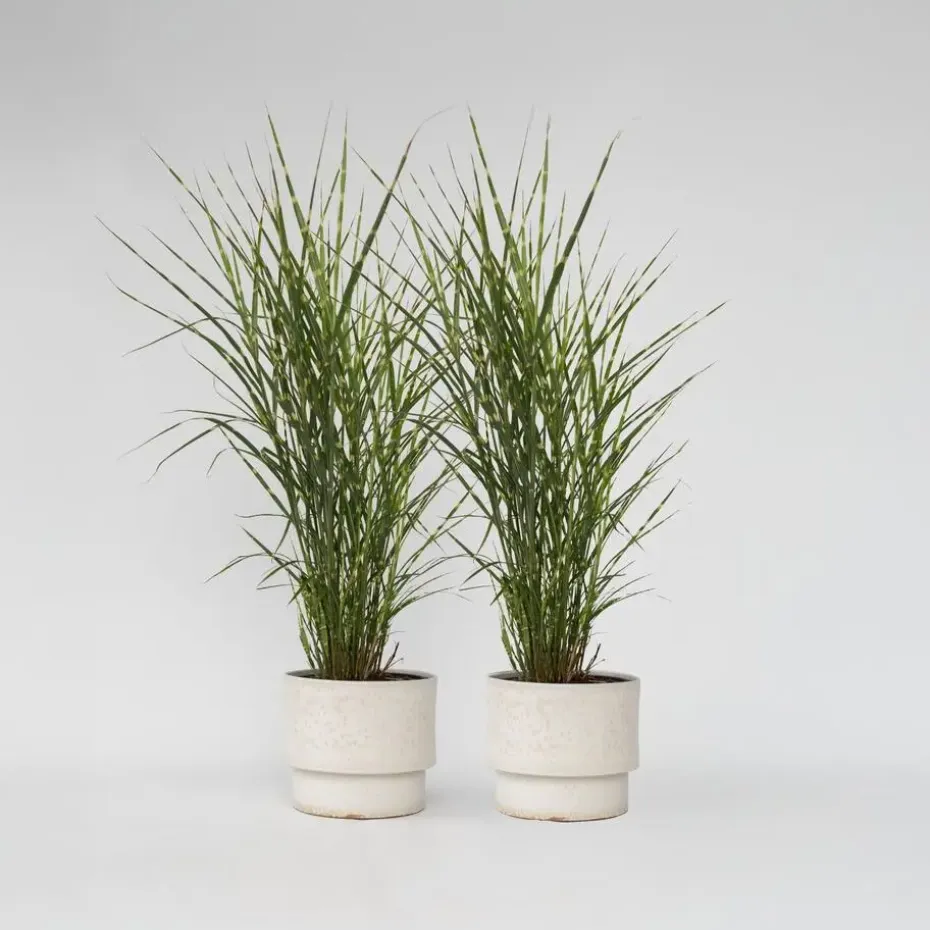Chinees prachtriet - Set van 2 - Miscanthus 'Zebrinus' - Hoogte 20-30cm - ⌀23cm
