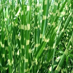 Chinees prachtriet - Set van 2 - Miscanthus 'Zebrinus' - Hoogte 20-30cm - ⌀23cm