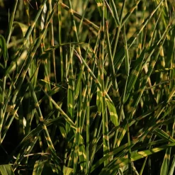 Chinees prachtriet - Set van 2 - Miscanthus 'Zebrinus' - Hoogte 20-30cm - ⌀23cm