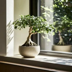 Chinese vijg - Ficus microcarpa - Hoogte 30-40cm - ⌀12cm