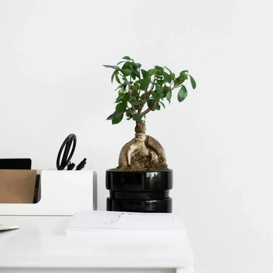 Chinese vijg - Set van 4 - Ficus microcarpa - Hoogte 30-40cm - ⌀12cm