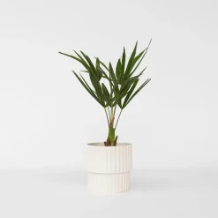 Chinese Waaierpalm - Set van 4 - Trachycarpus Fortunei - Hoogte 35-45cm - ⌀15cm