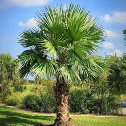 Chinese Waaierpalm - Set van 4 - Trachycarpus Fortunei - Hoogte 35-45cm - ⌀15cm