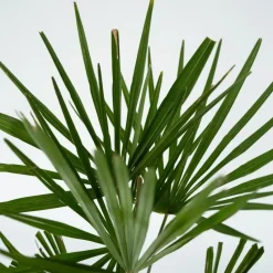 Chinese Waaierpalm - Set van 4 - Trachycarpus Fortunei - Hoogte 35-45cm - ⌀15cm