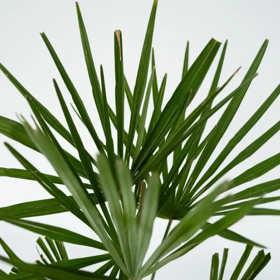 Chinese Waaierpalm - Set van 4 - Trachycarpus Fortunei - Hoogte 35-45cm - ⌀15cm