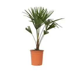 Chinese Waaierpalm - Trachycarpus Fortunei - Hoogte 65-75cm - ⌀21cm