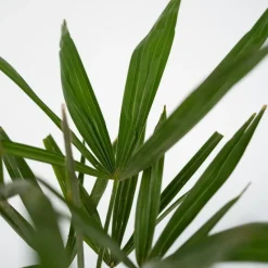 Chinese Waaierpalm - Trachycarpus Fortunei - Hoogte 35-45cm - ⌀15cm