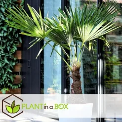 Chinese Waaierpalm - Trachycarpus Fortunei - Hoogte 35-45cm - ⌀15cm
