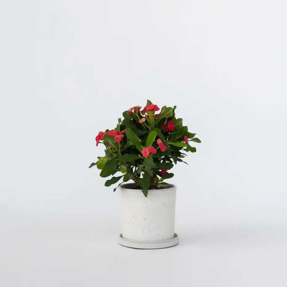 Christusdoorn - Euphorbia 'Milii' - Hoogte 25-35cm - ⌀13cm