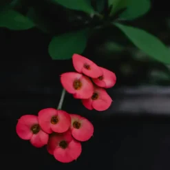 Christusdoorn - Euphorbia 'Milii' - Hoogte 25-35cm - ⌀13cm