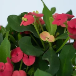 Christusdoorn - Euphorbia 'Milii' - Hoogte 25-35cm - ⌀13cm