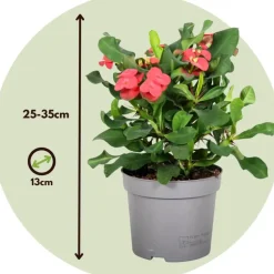 Christusdoorn - Euphorbia 'Milii' - Hoogte 25-35cm - ⌀13cm