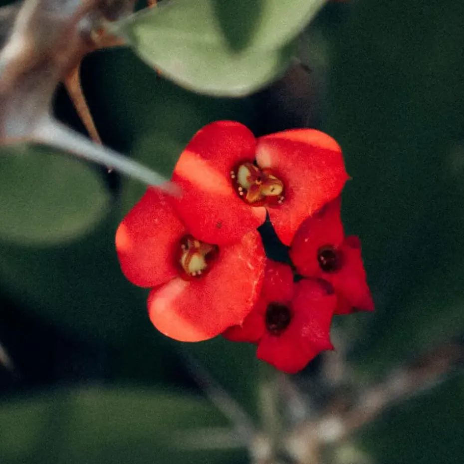 Christusdoorn - Euphorbia 'Milii' - Hoogte 25-35cm - ⌀13cm