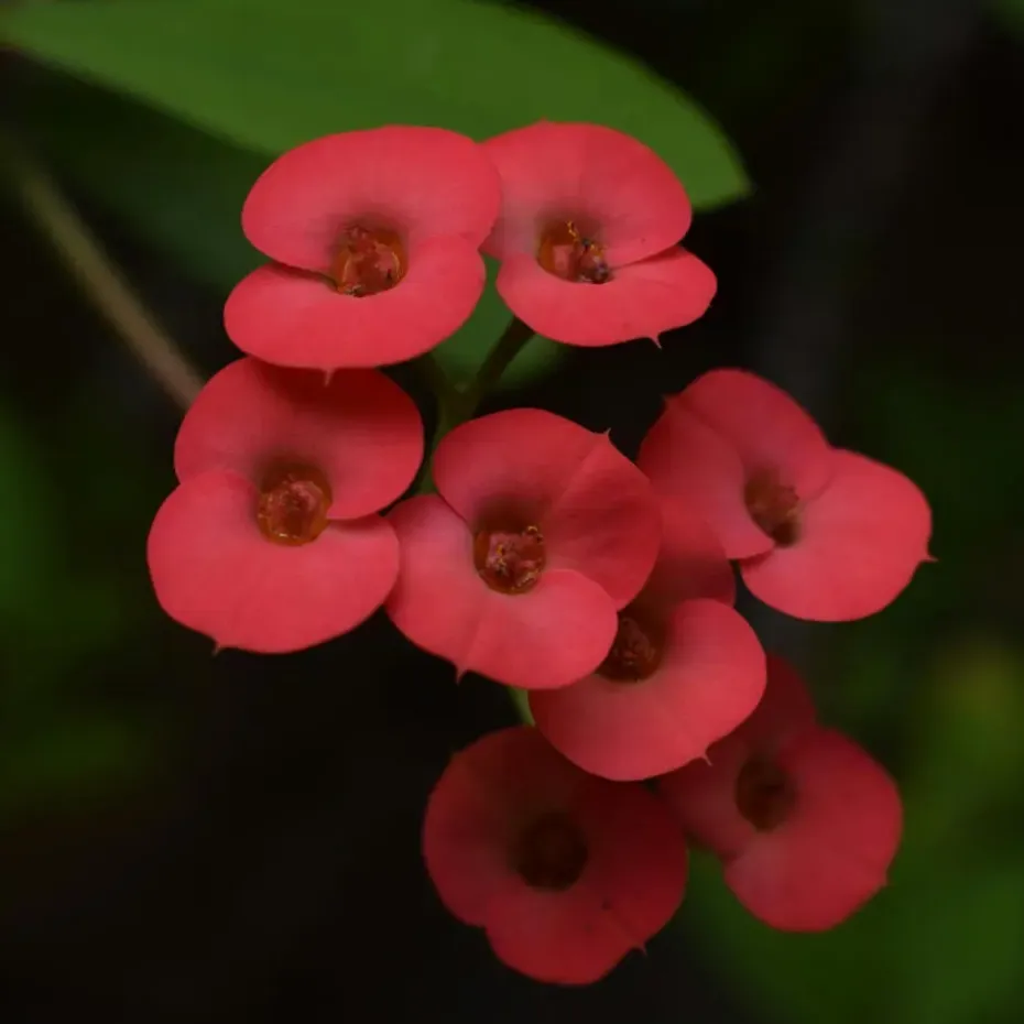 Christusdoorn - Euphorbia 'Milii' - Hoogte 25-35cm - ⌀13cm