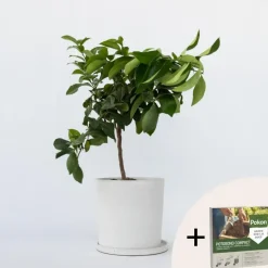 Citroenboom - Citrus limon - Hoogte 60-70cm - ⌀19cm