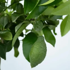 Citroenboom - Citrus limon - Hoogte 60-70cm - ⌀19cm