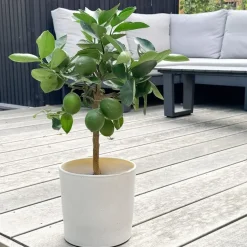 Citroenboom - Citrus limon - Hoogte 60-70cm - ⌀19cm