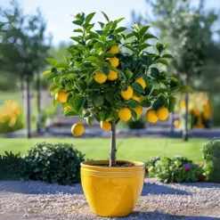 Citroenboom - Citrus limon - Hoogte 60-70cm - ⌀19cm