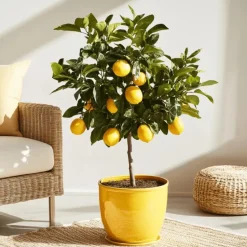 Citroenboom - Citrus limon - Hoogte 60-70cm - ⌀19cm