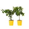 Citroenboom - Set van 2 - Citrus limon - Hoogte 60-70cm - ⌀19cm