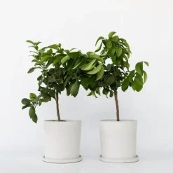 Citroenboom - Set van 2 - Citrus limon - Hoogte 60-70cm - ⌀19cm