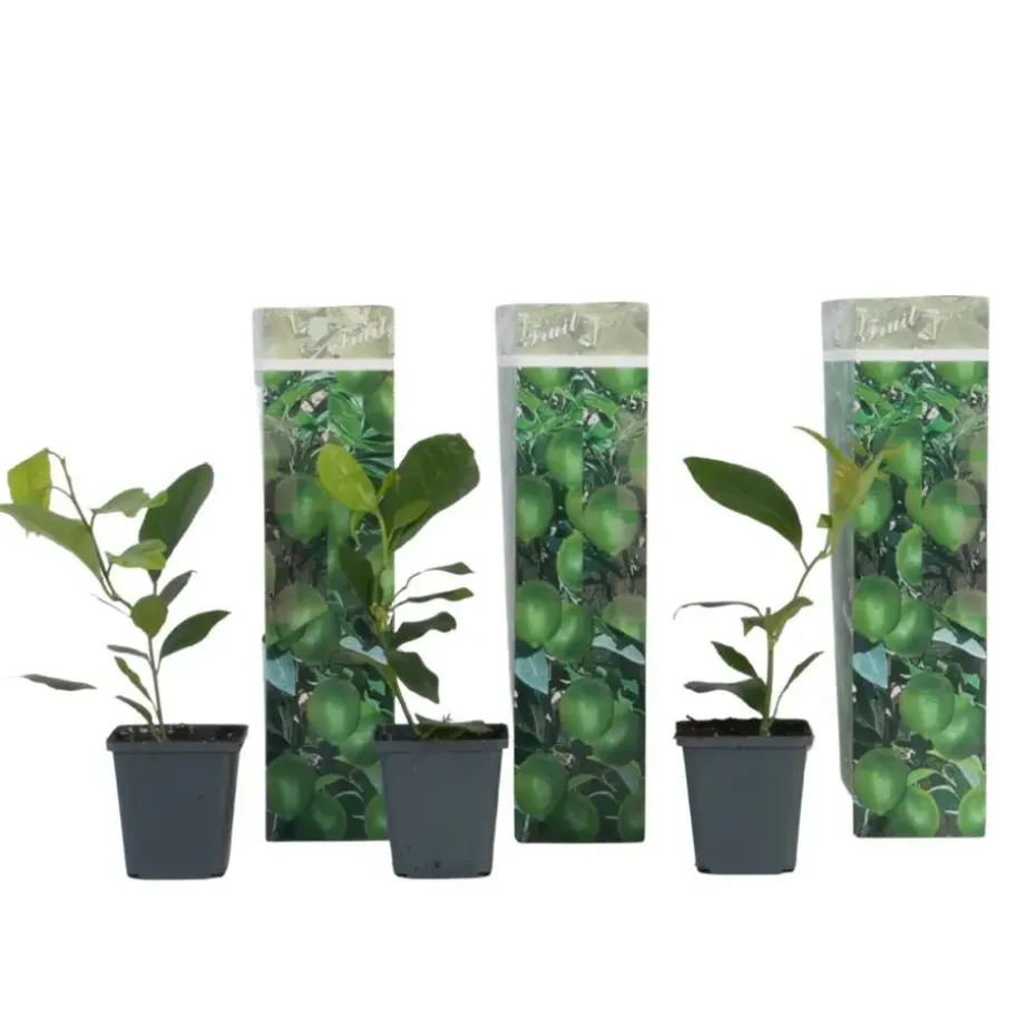 Citroenboom - Set van 3 - Citrus limon - Hoogte 25-40cm - ⌀9cm