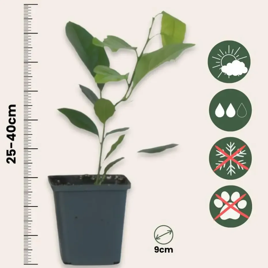 Citroenboom - Set van 3 - Citrus limon - Hoogte 25-40cm - ⌀9cm
