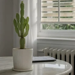 Cowboycactus - Euphorbia ingens - Hoogte 50-60cm - ⌀17cm