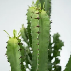 Cowboycactus - Euphorbia ingens - Hoogte 50-60cm - ⌀17cm