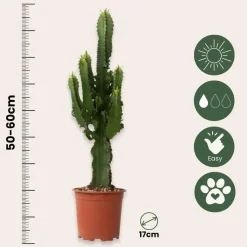 Cowboycactus - Euphorbia ingens - Hoogte 50-60cm - ⌀17cm