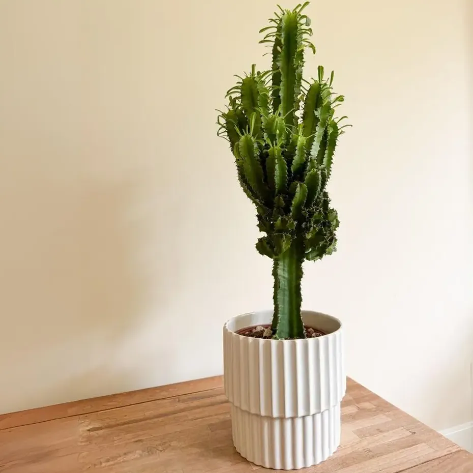 Cowboycactus - Euphorbia ingens - Hoogte 50-60cm - ⌀17cm