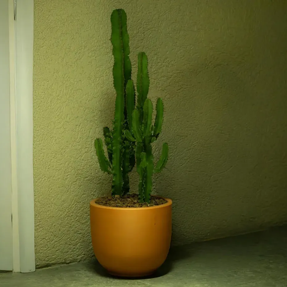 Cowboycactus - Euphorbia ingens - Hoogte 50-60cm - ⌀17cm