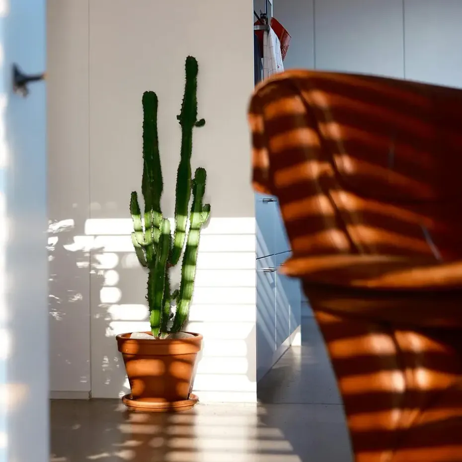 Cowboycactus - Euphorbia ingens - Hoogte 50-60cm - ⌀17cm