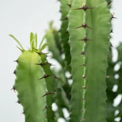 Cowboycactus - Euphorbia ingens - Hoogte 50-60cm - ⌀17cm