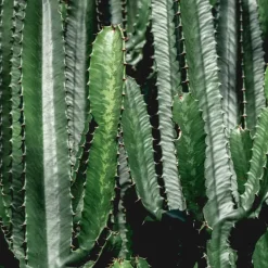 Cowboycactus - Euphorbia ingens - Hoogte 50-60cm - ⌀17cm