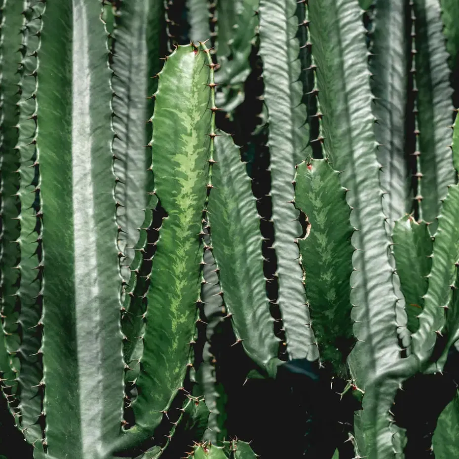 Cowboycactus - Euphorbia ingens - Hoogte 50-60cm - ⌀17cm