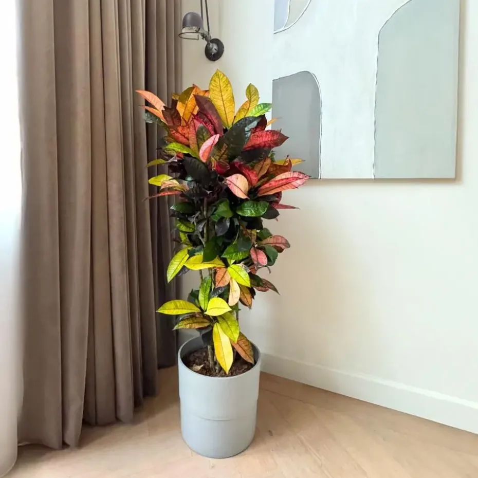 Croton - Codiaeum variegatum 'Mrs. Iceton' - Hoogte 60-70cm - ⌀19cm