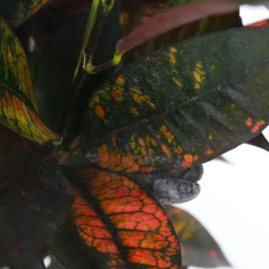 Croton - Codiaeum variegatum 'Mrs. Iceton' - Hoogte 60-70cm - ⌀19cm