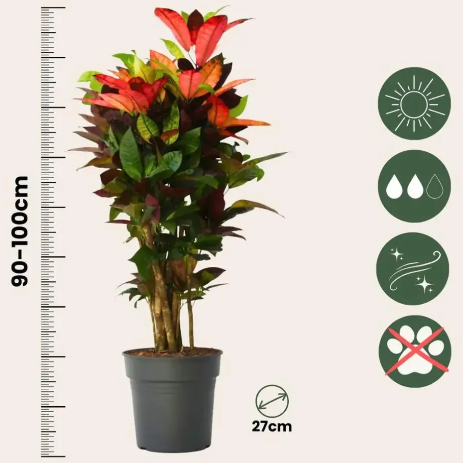 Croton - Codiaeum variegatum 'Mrs. Iceton' - Hoogte 90-100cm - Pot 27cm