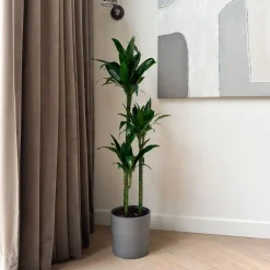 Drakenbloedboom - Dracaena deremensis 'Janet Craig' - Hoogte 140-150cm - ⌀24cm