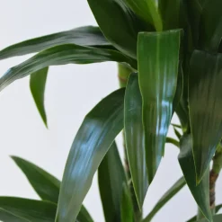 Drakenbloedboom - Dracaena deremensis 'Janet Craig' - Hoogte 140-150cm - ⌀24cm