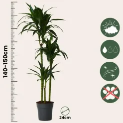 Drakenbloedboom - Dracaena deremensis 'Janet Craig' - Hoogte 140-150cm - ⌀24cm