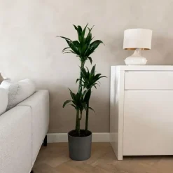 Drakenbloedboom - Dracaena deremensis 'Janet Craig' - Hoogte 140-150cm - ⌀24cm