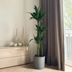 Drakenbloedboom - Dracaena deremensis 'Janet Craig' - Hoogte 140-150cm - ⌀24cm