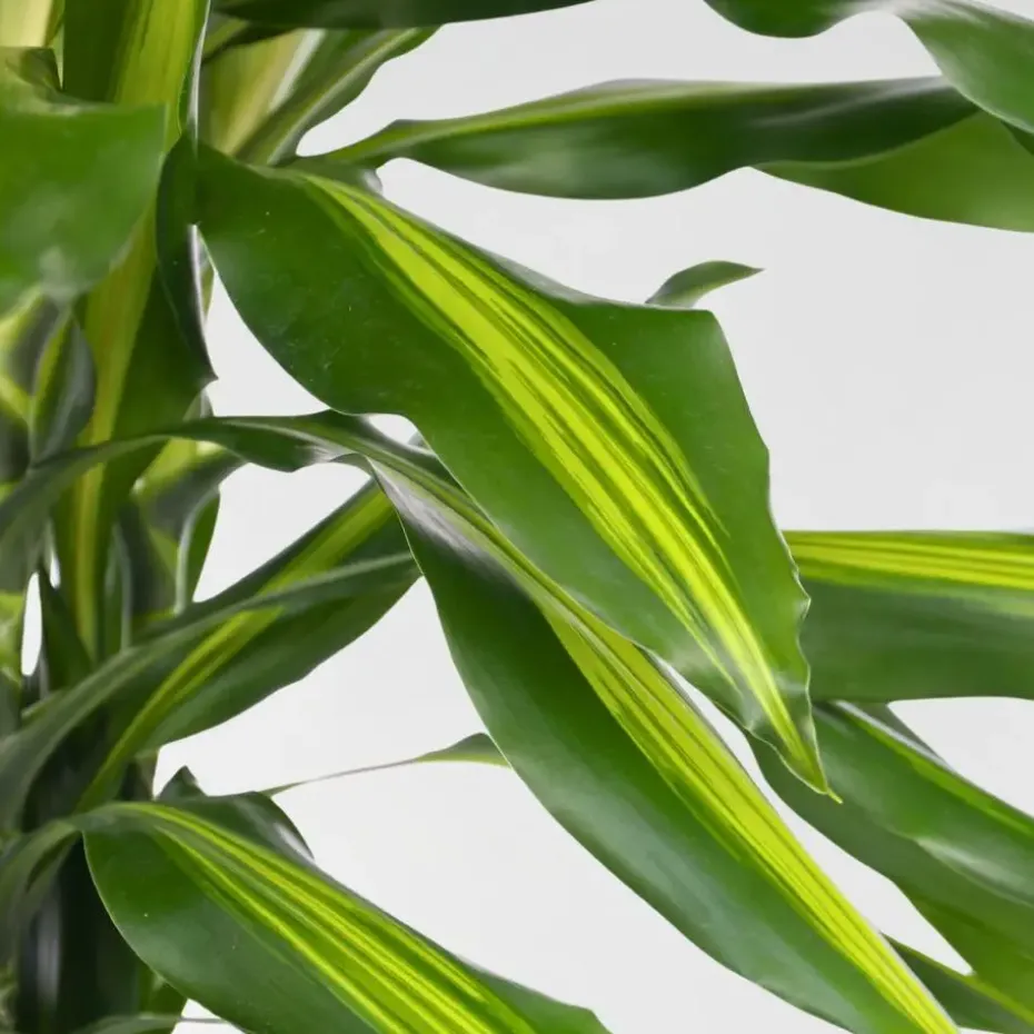 Drakenbloedboom - Dracaena fragrans 'Cintho' - Hoogte 140-150cm - ⌀24cm