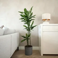 Drakenbloedboom - Dracaena fragrans 'Cintho' - Hoogte 140-150cm - ⌀24cm