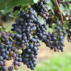 Druivenplant - Set van 24 - Vitis vinifera - Hoogte 25-40cm - ⌀9cm