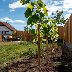 Druivenplant - Set van 3 - Vitis vinifera 'Chardonnay' - Hoogte 25-40cm - ⌀9cm