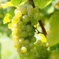 Druivenplant - Set van 3 - Vitis vinifera 'Chardonnay' - Hoogte 25-40cm - ⌀9cm